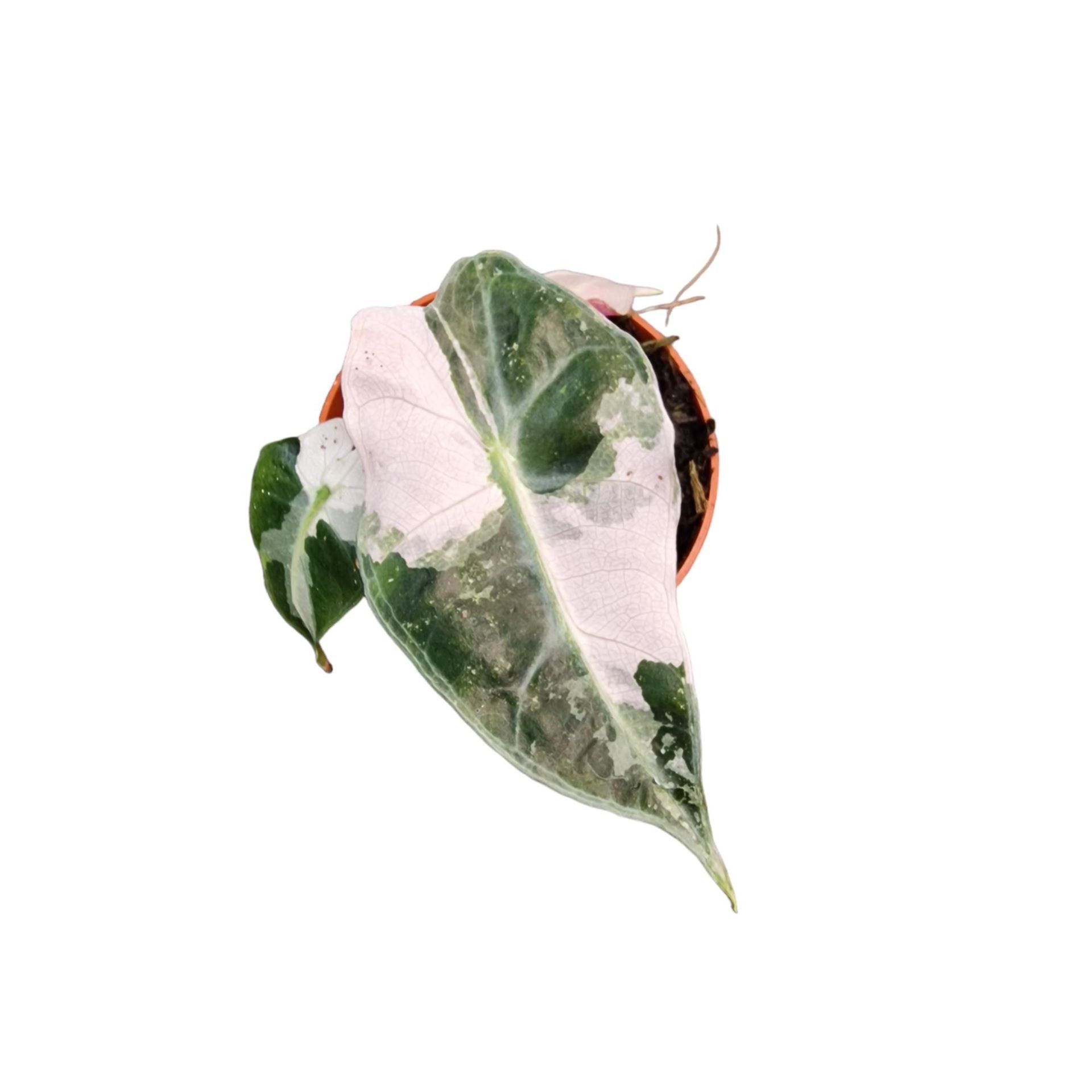 Alocasia Polly Pi...