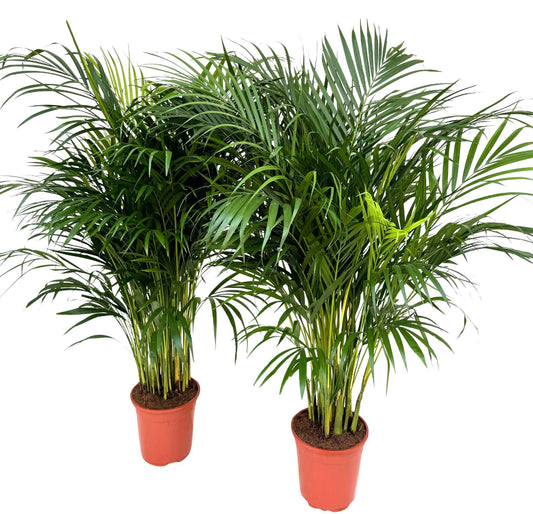 Dypsis lutescens - Areca Palm - 130cm - نبات داخلي