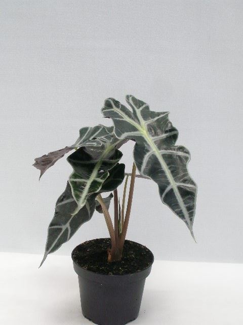 Alocasia Amazonica - Rare Indoor House Plant - نبات داخلي - ألوكاسيا بولي