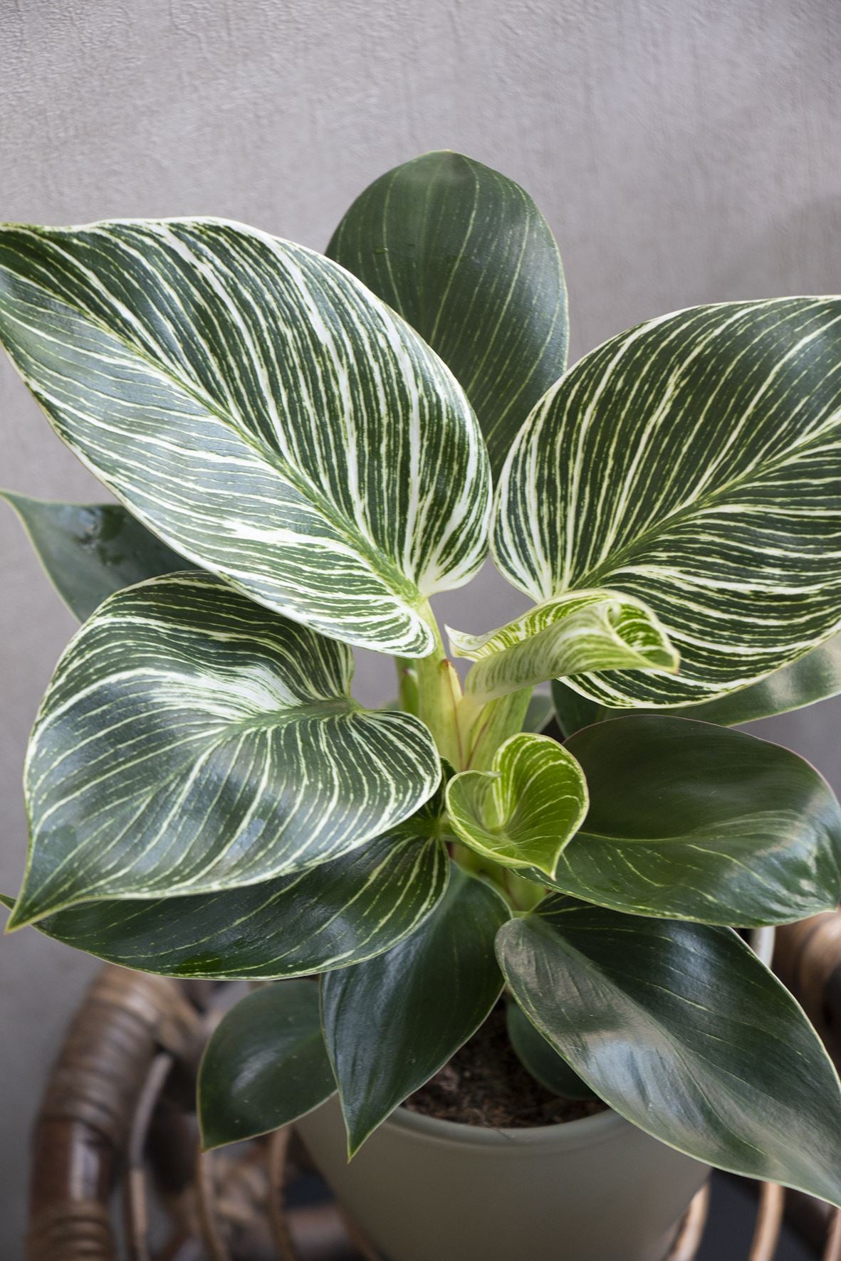 philodendron green leaves white veins Philodendron White Veins - Rare Indoor House Plant