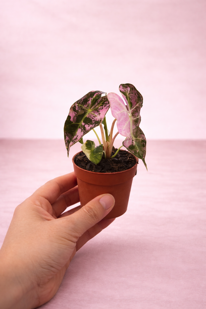 Alocasia Polly Pink Variegata - Rare Indoor House Plant - نبات داخلي