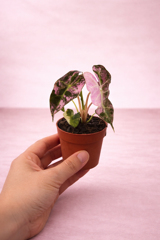 Alocasia Polly Pink Variegata - Rare Indoor House Plant - نبات داخلي