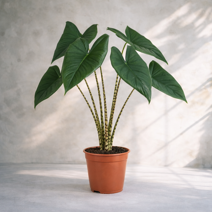 Alocasia Zebrina - Indoor Plant - ألوكاسيا - نبات داخلي