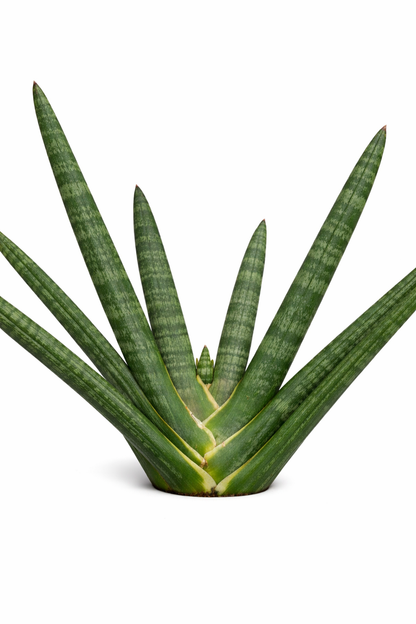Sansevieria Fingered– Indoor Snake Plant | نبات داخلي
