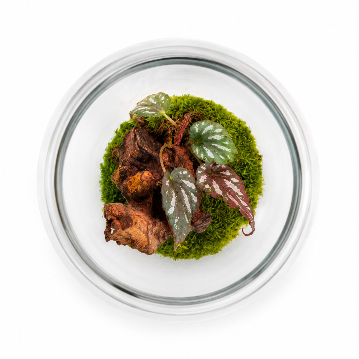 Living Forest Terrarium - تيراريوم الغابة الحية