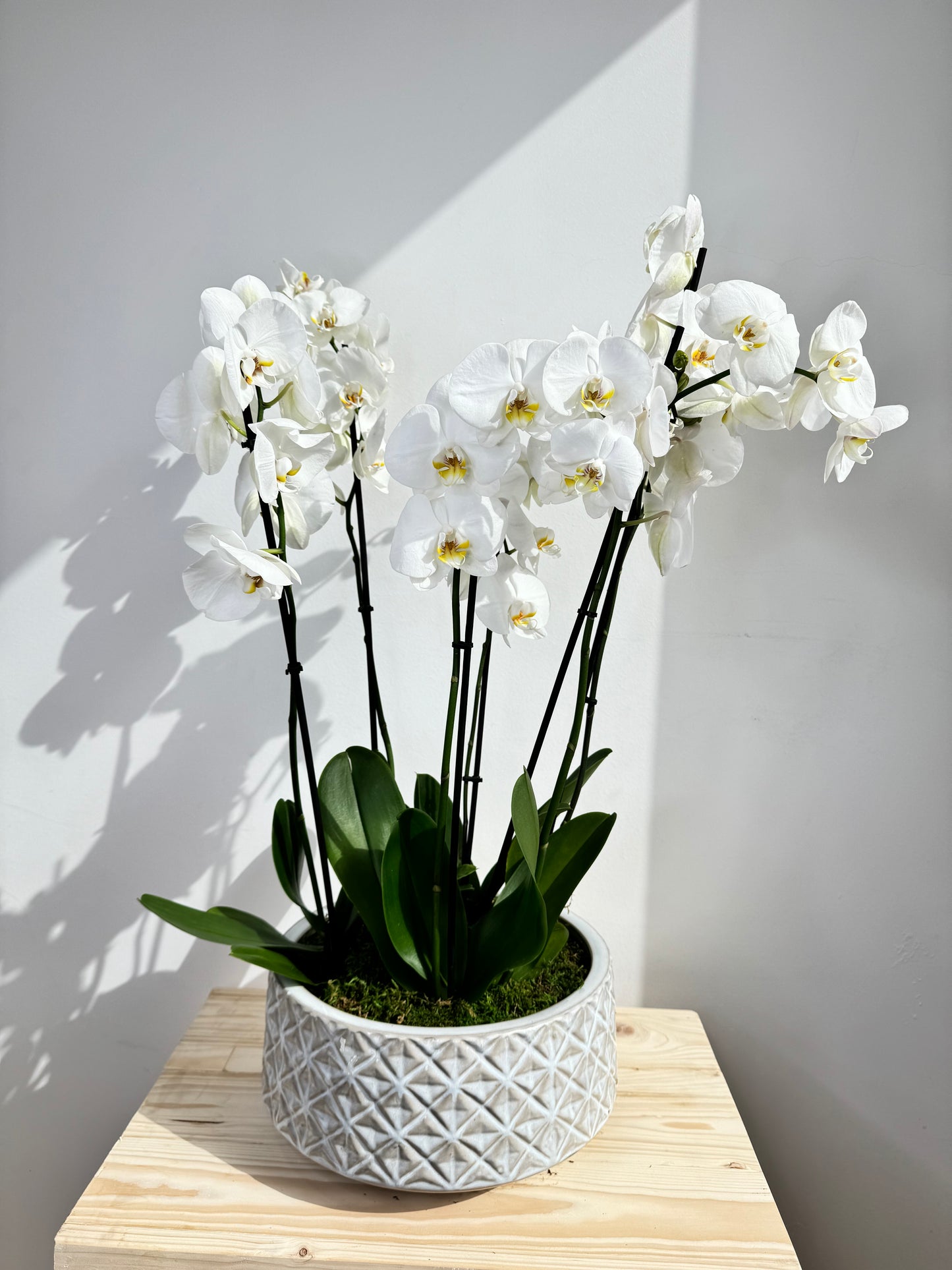 White Orchid Plant Bunch in White Ceramic - نبات الأوركيد - Phalaenopsis