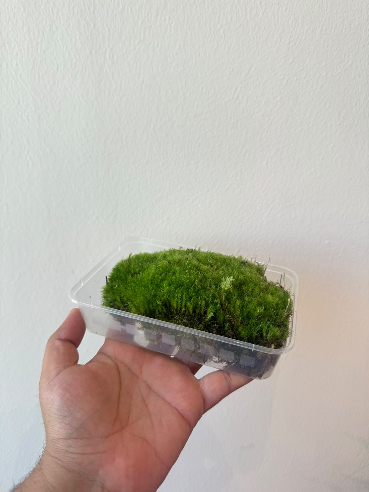 Live Cushion Moss...