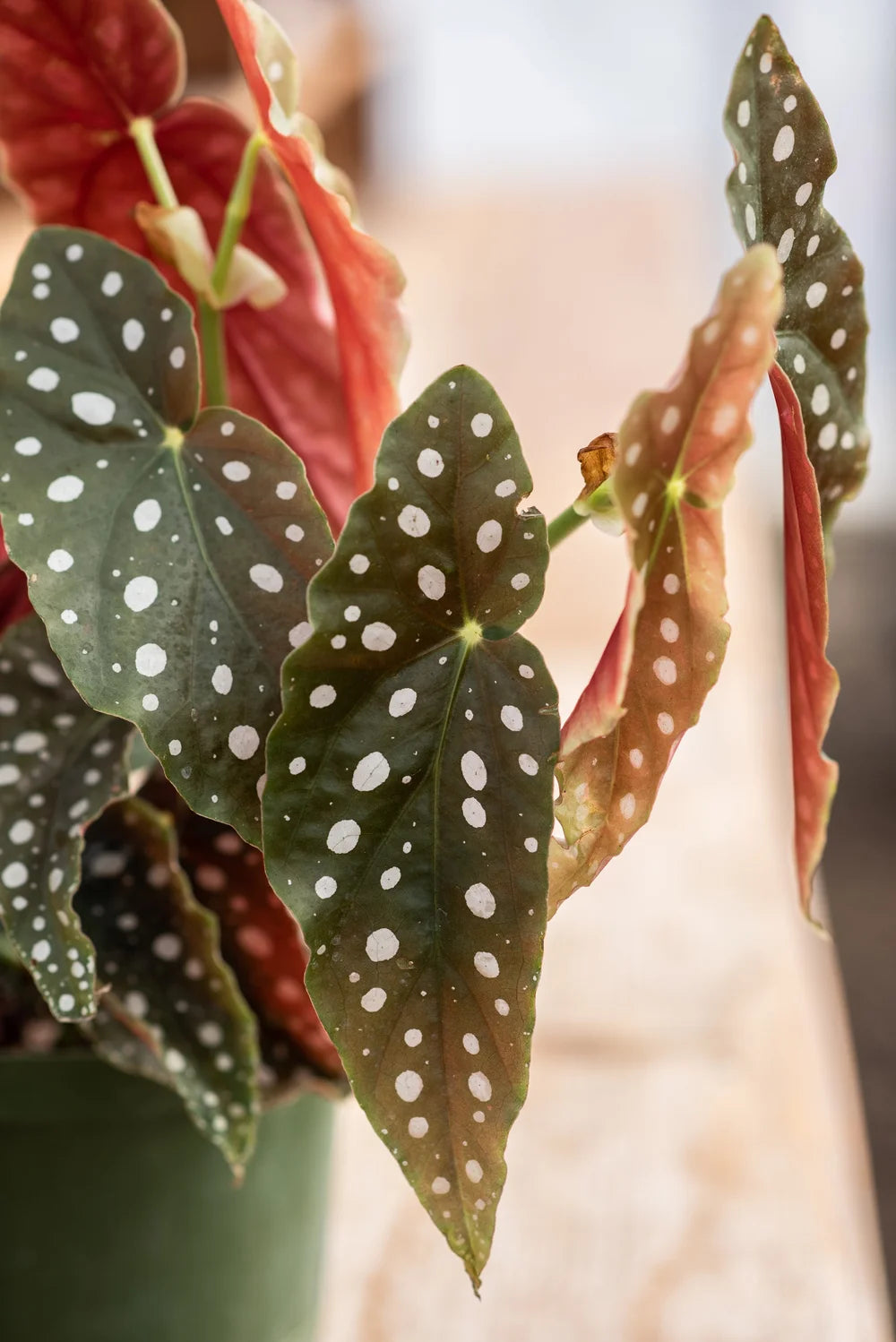 Begonia Strawberry - Rare Indoor Plant - نبات داخلي