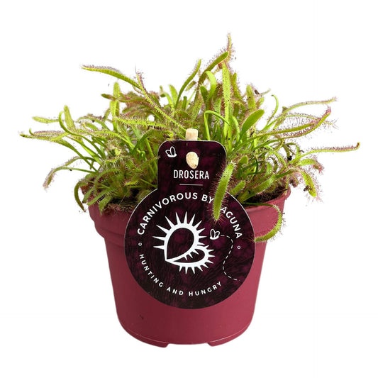 Drosera Capensis - Insect Eating Plant - Indoor Plant