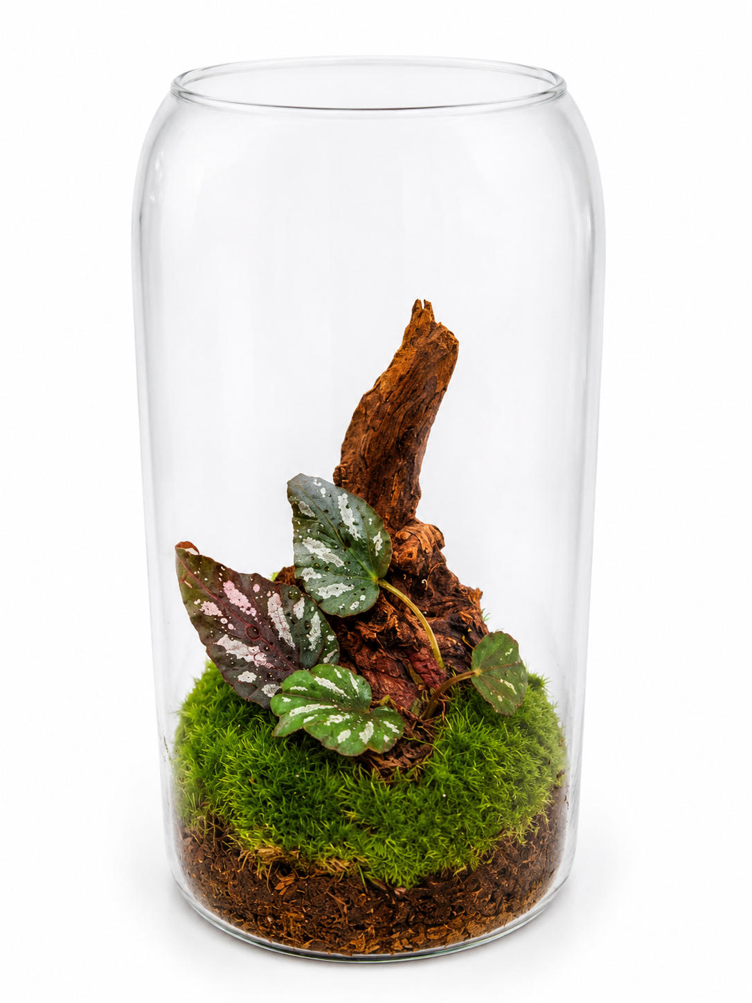 Living Forest Ter...