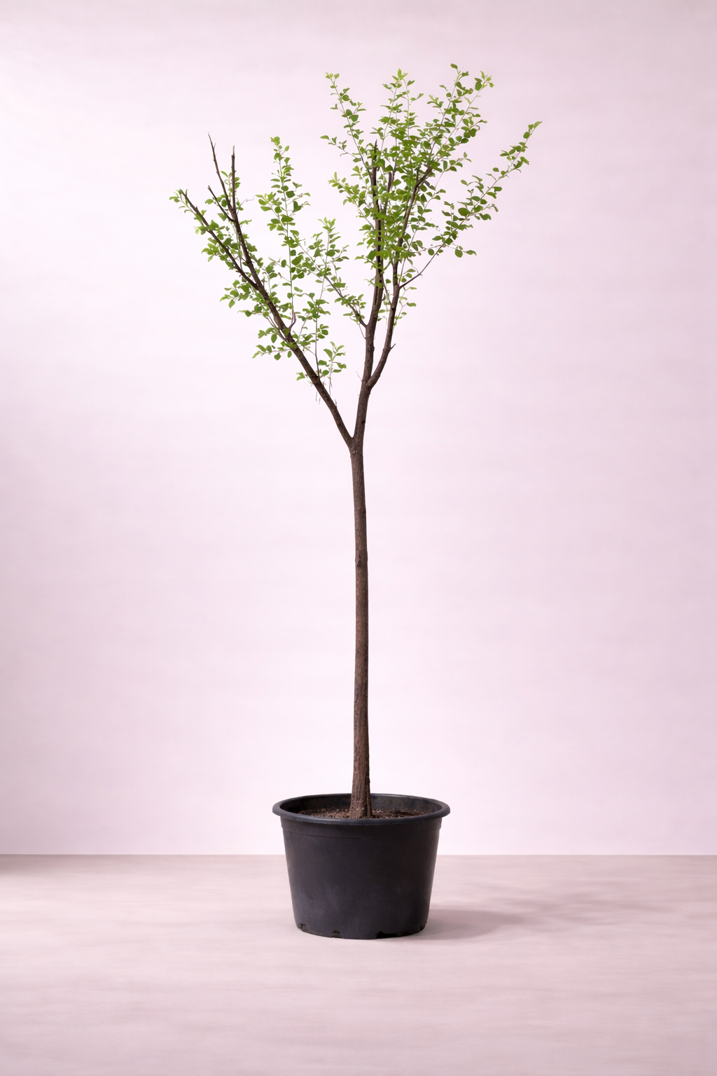 Sadr Tree Sider Tree - Ziziphus Tree - شجرة السدر – Plant and Pot Co.