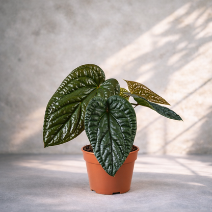 Anthurium Luxurians X Radicans - Rare Indoor House Plant - نبات داخلي