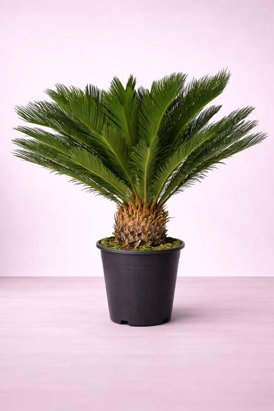 Cycas Palm (Cycas revoluta) - نخلة السيكاس