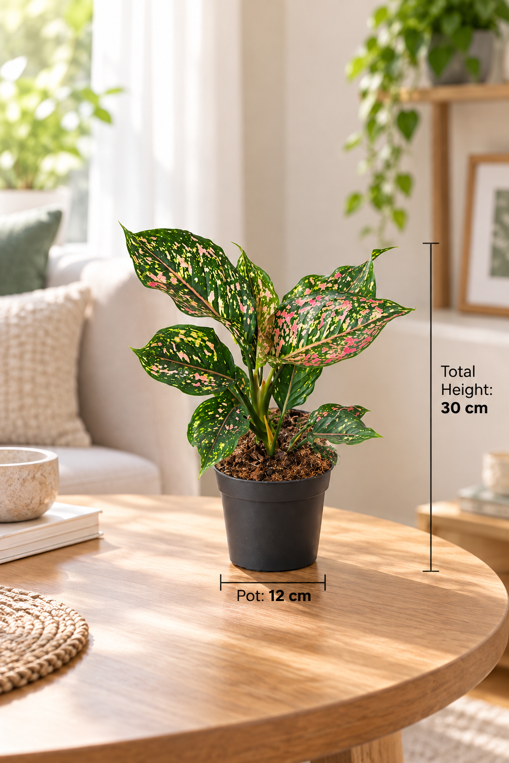 Aglaonema Pink Leopard - Indoor House Plant - نبات داخلي