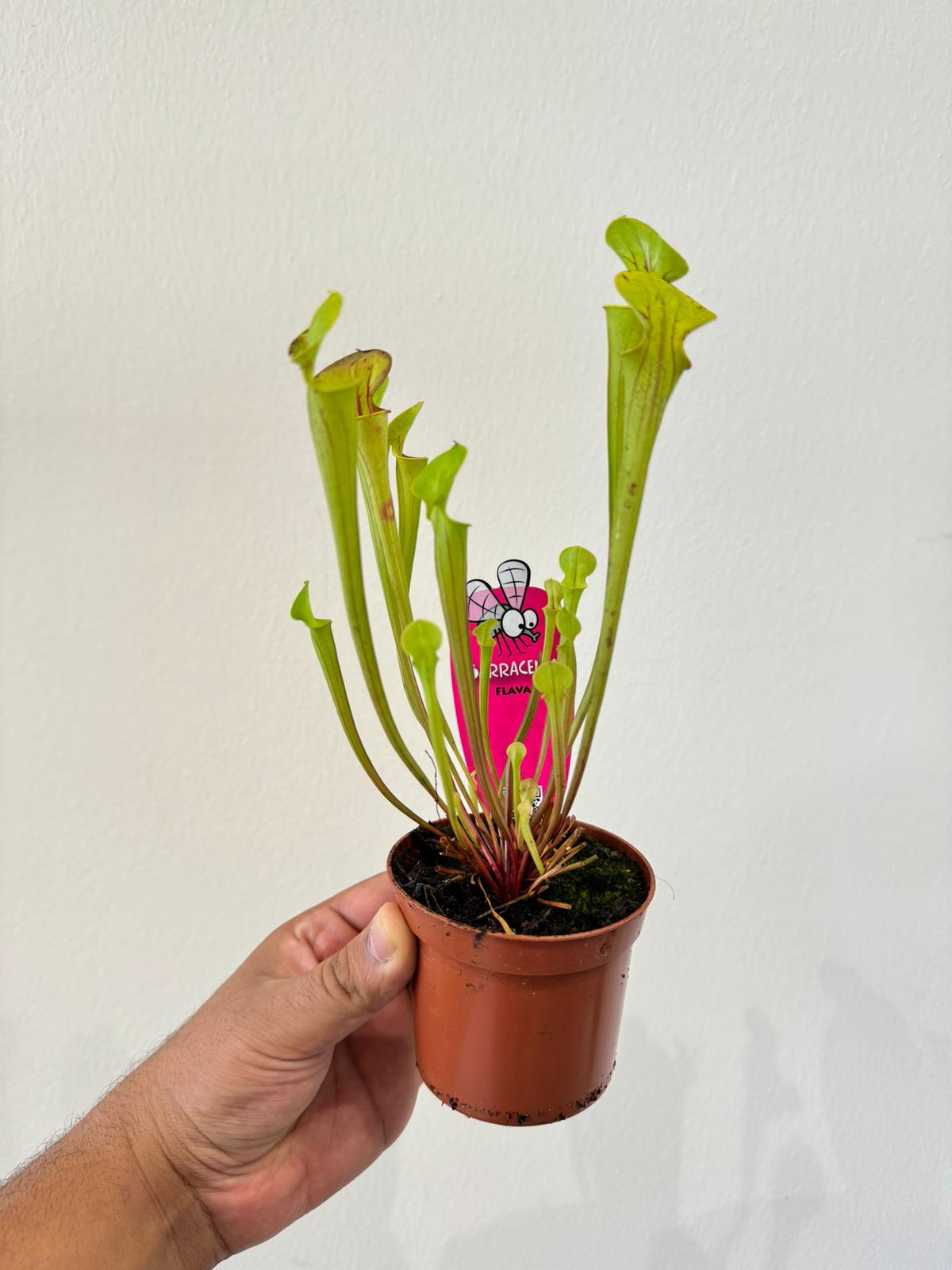 Sarracenia Plant - Insect Eating Plant - Indoor Carnivorous Plant
