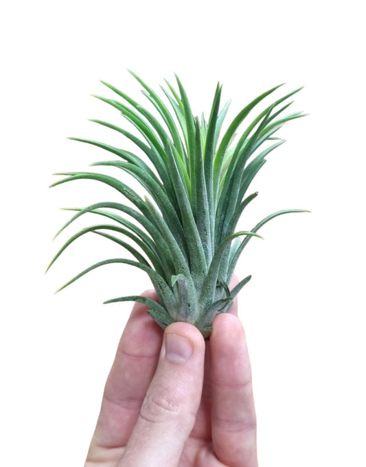 Tillandsia Ionantha Rubra Green Xxl - Air Plant - Indoor House Plant - نبات داخلي
