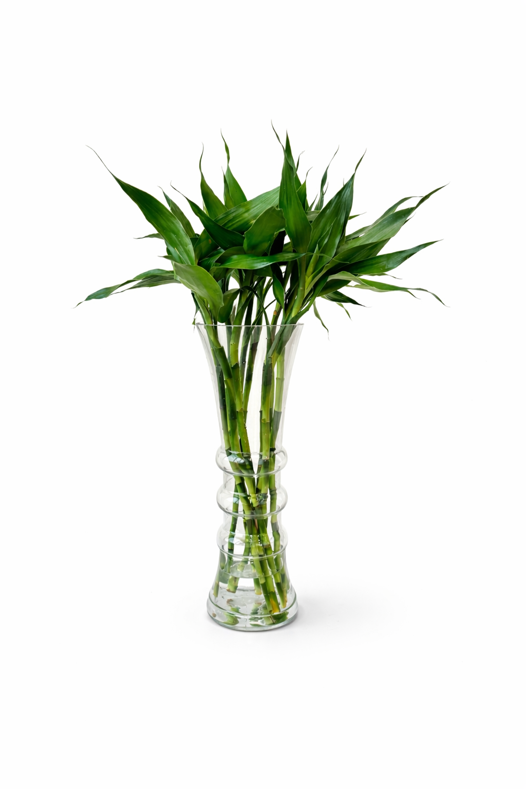Lucky Bamboo Glas...