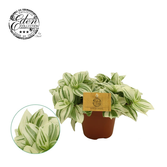 https://plantnpot.com › products › tradescantia-brightness