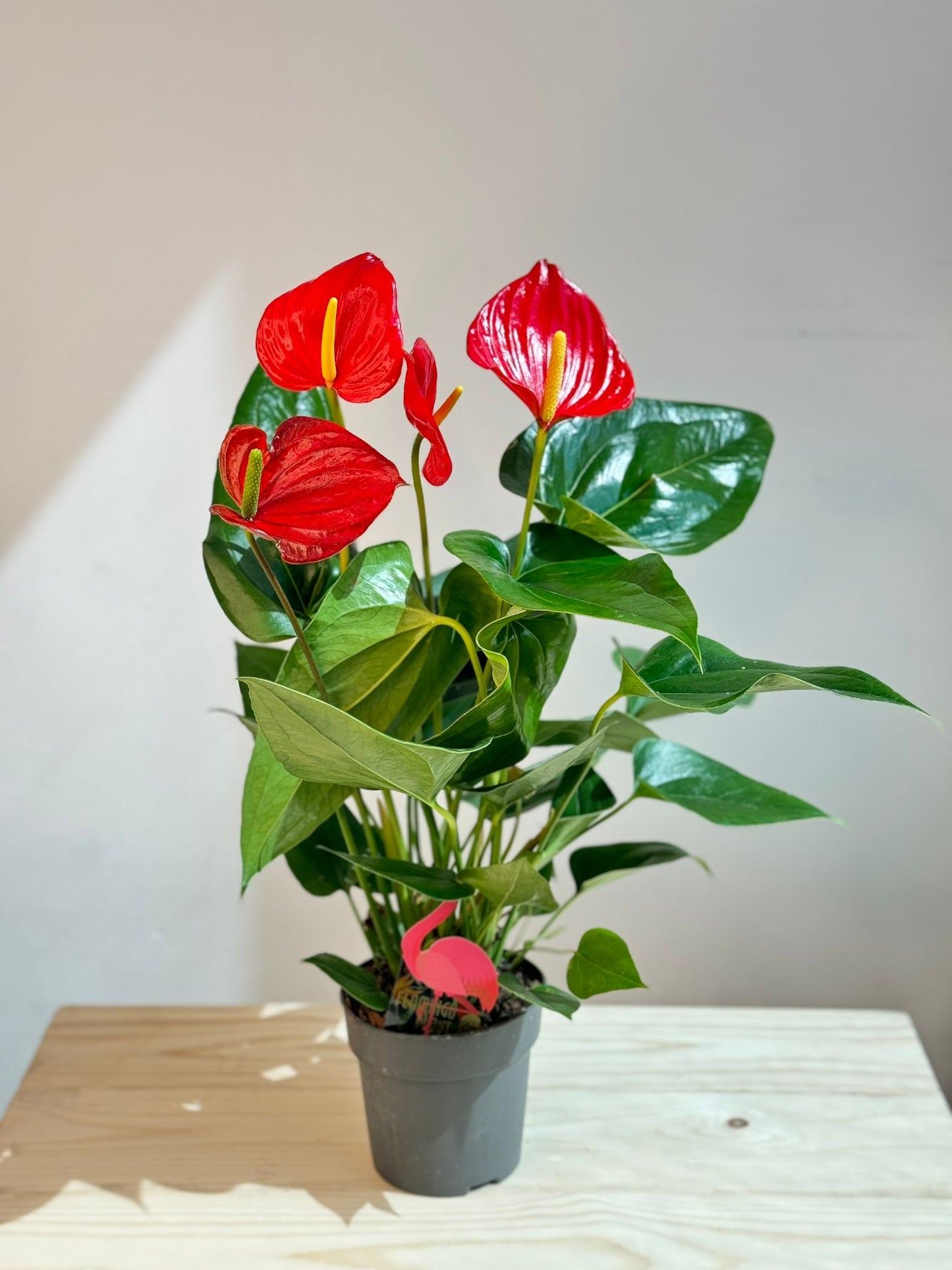 Anthurium Red - Indoor Flowering  House Plant - نبات داخلي