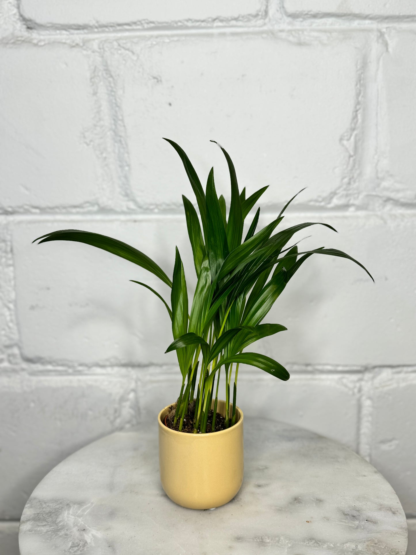 Areca Tiny Palm - Dypsis Lutescens - Indoor House Plant - نبات داخلي