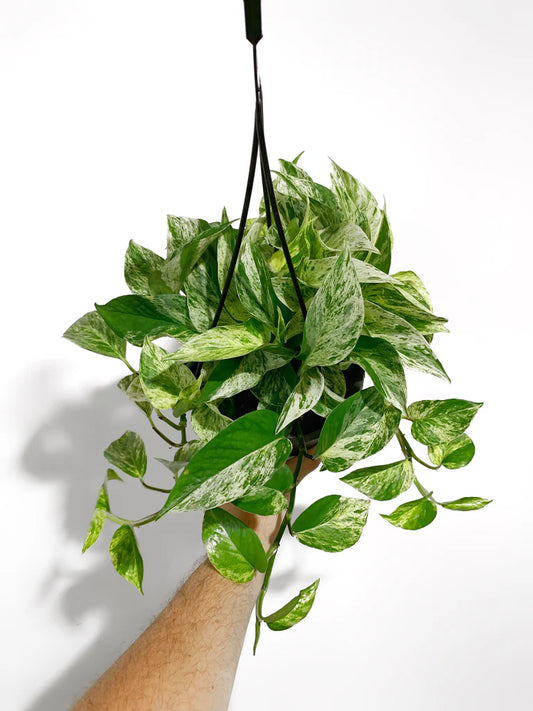 Epipremnum Pinnatum Marble Queen - Hanging Pot - Pothos - Indoor House Plant - نبات داخلي