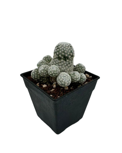 Humboldt Mammillaria Cactus - نبات صبّار