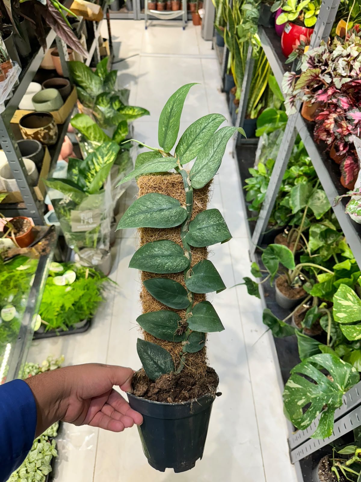 Monstera Plant Mix on Moss Pole - Indoor House Plant - نبات داخلي