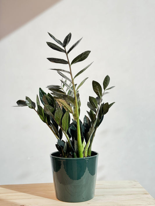 Zamioculcas Raven - ZZ Plant With Green Ceramic Pot