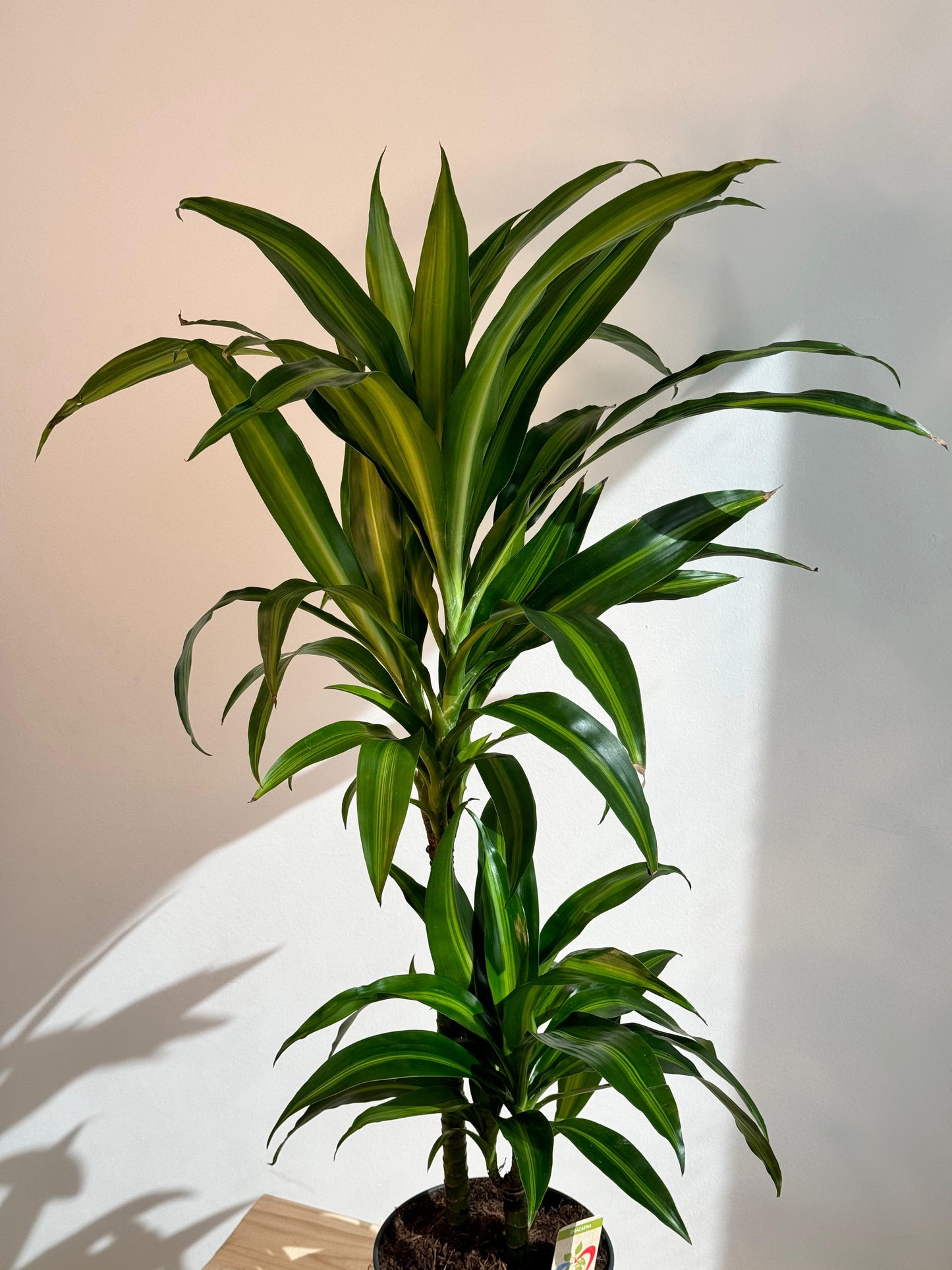 Dracaena Hawaiiana Sunshine - Indoor House Plant - نبات داخلي