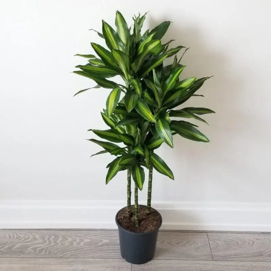 Dracaena Cintho - Indoor House Plant - نبات داخلي