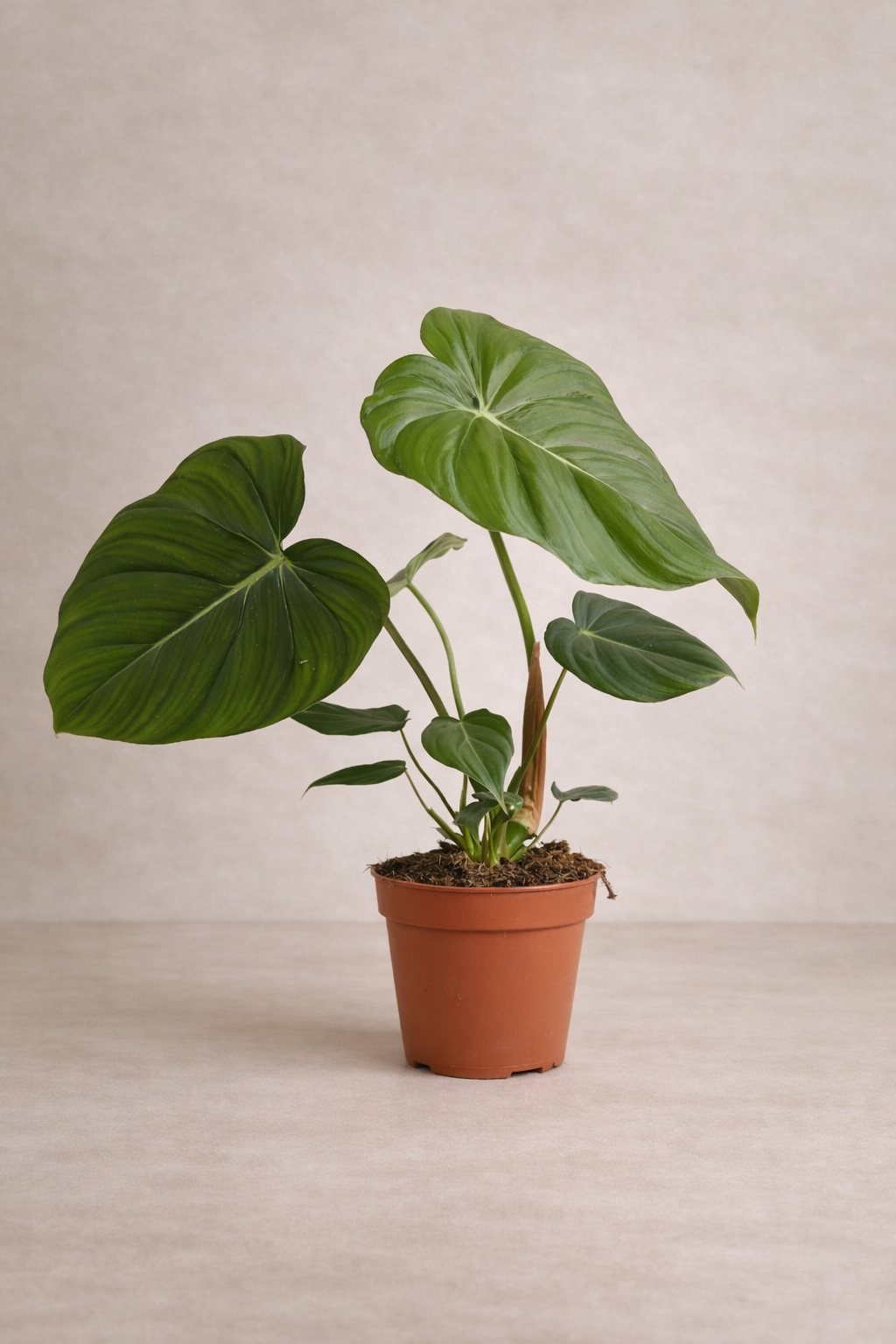 Philodendron Past...