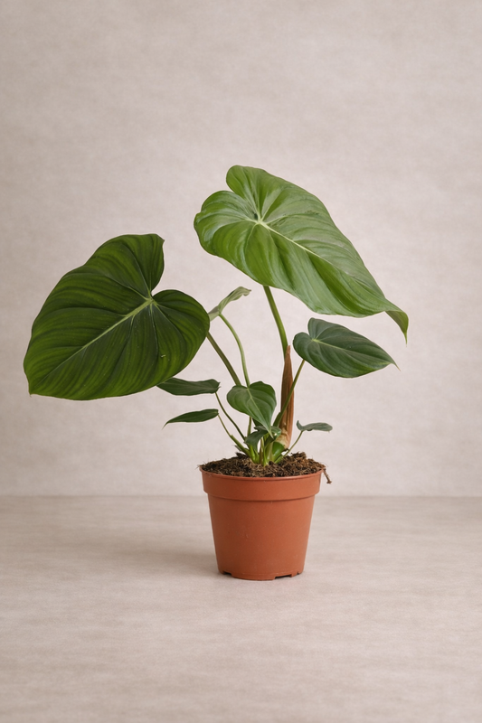 Philodendron Pastazanum / Mcdowell - Indoor House Plant - نبات داخلي