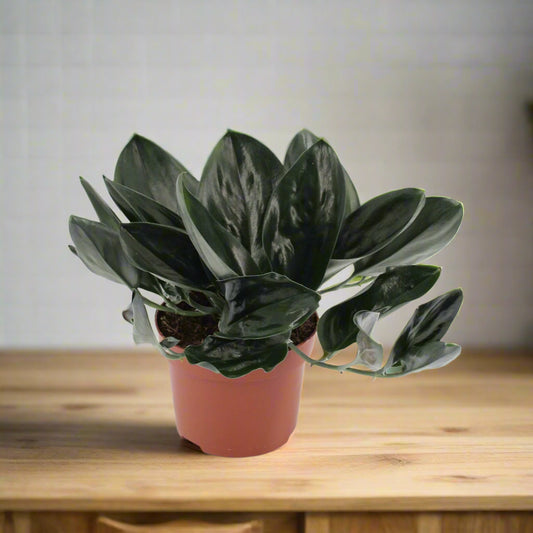 Scindapsus Treubii Dark - Indoor House Plant - نبات داخلي