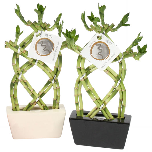 https://plantnpot.com › products › lucky-bamboo-1111