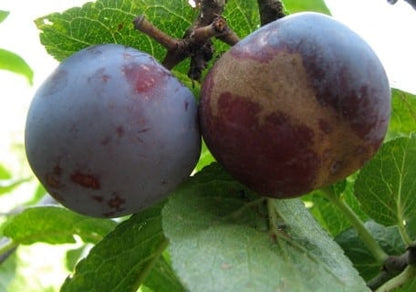 Dark Blue Plum 160cm - Prunus Domestica - شجرة البرقوق