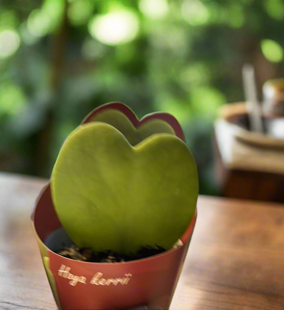 https://plantnpot.com › products › hoya-kerrii

