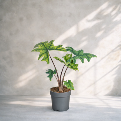 Alocasia Jacklyn - Rare Indoor House Plant - نبات داخلي - ألوكاسيا