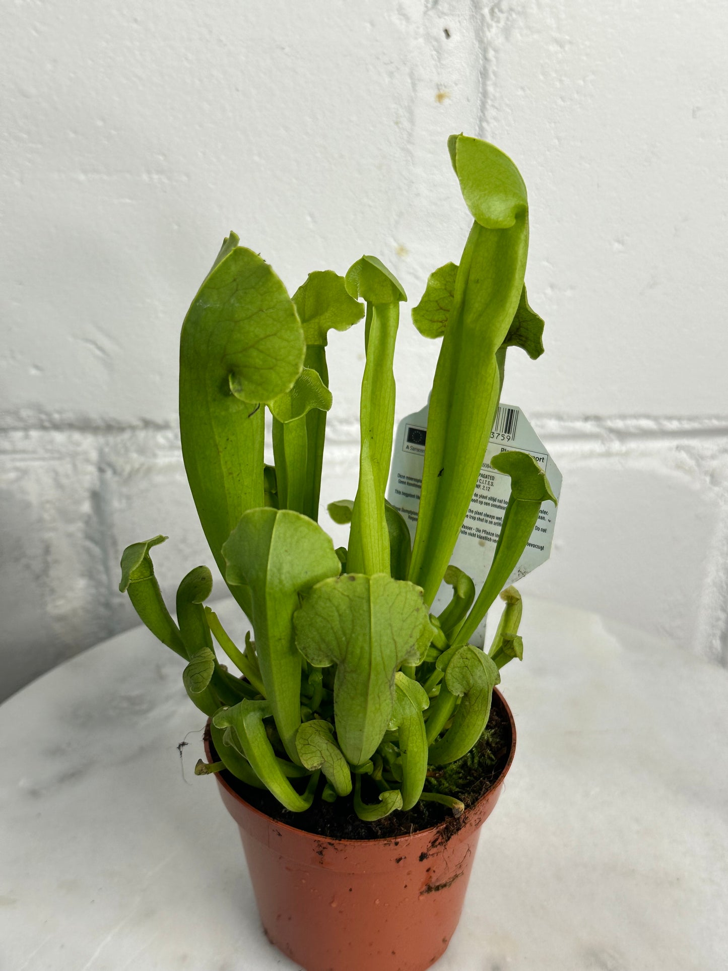 Carnivorous Plant - Insect Eating Plant - Indoor Plant