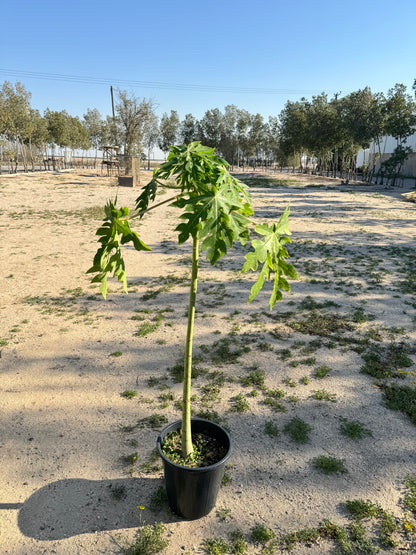 Papaya Tree - شجرة البابايا