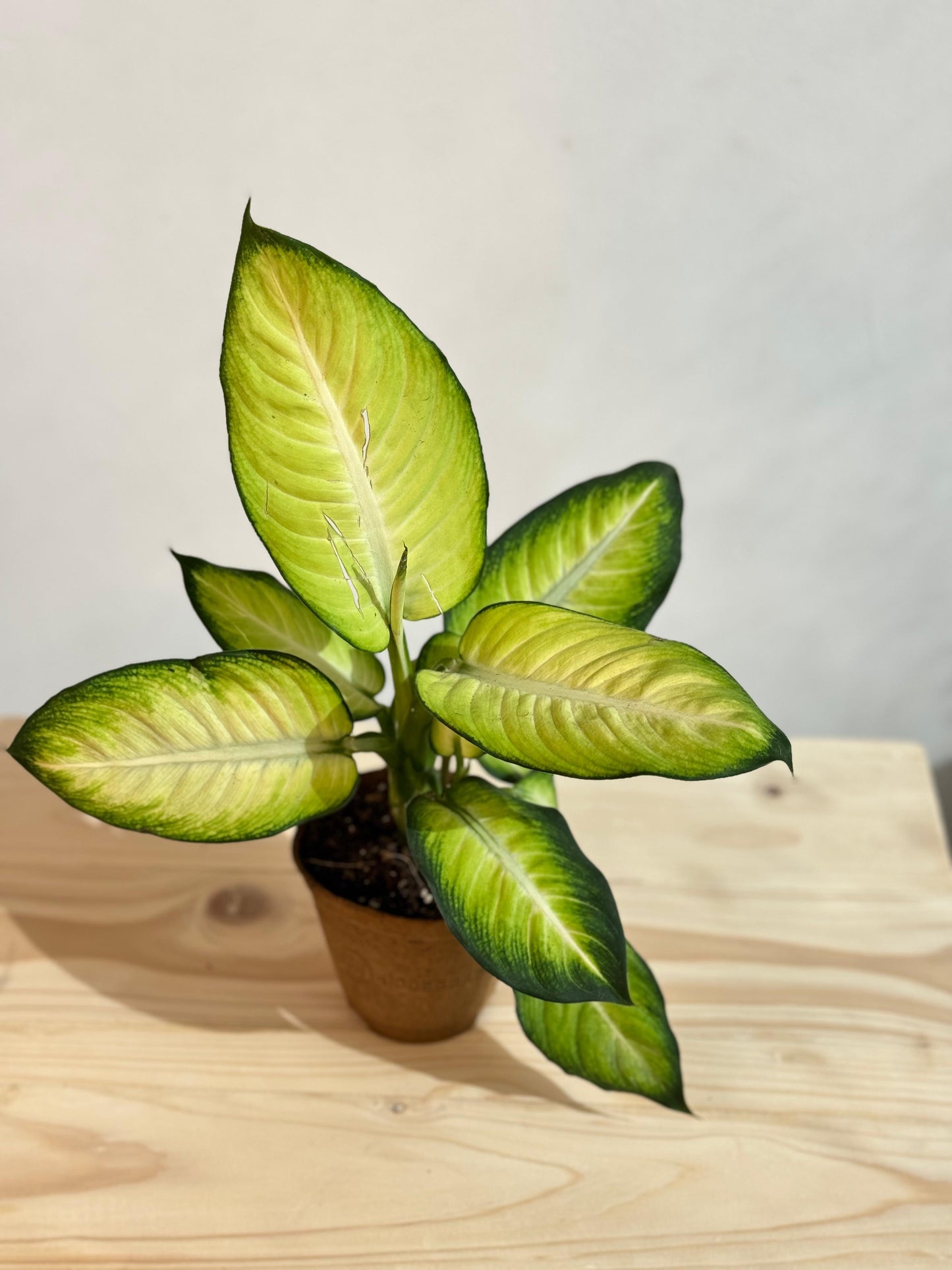 Dieffenbachia Summer Style - Dumb Cane - Indoor House Plant - نبات داخلي