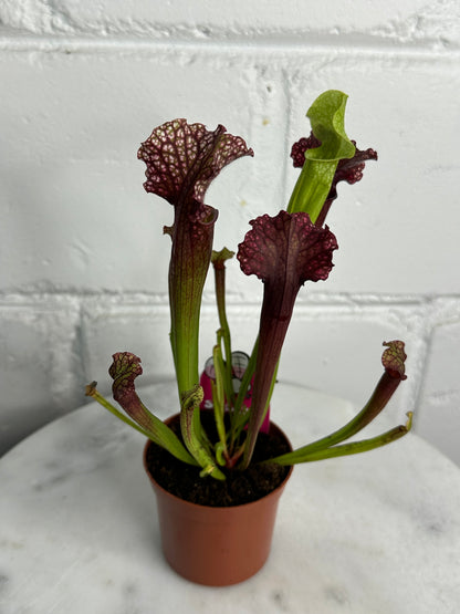 Sarracenia Plant - Insect Eating Plant - Indoor Carnivorous Plant