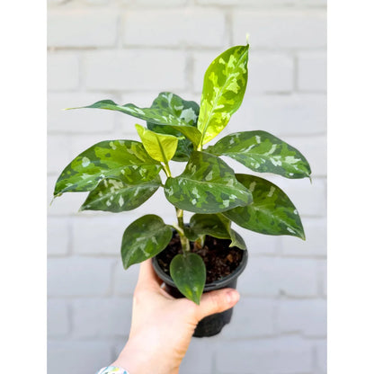 Aglaonema Pictum Tricolor - Indoor House Plant - نبات داخلي