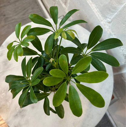 Schefflera Arboricola Nora - Indoor House Plant - نبات داخلي