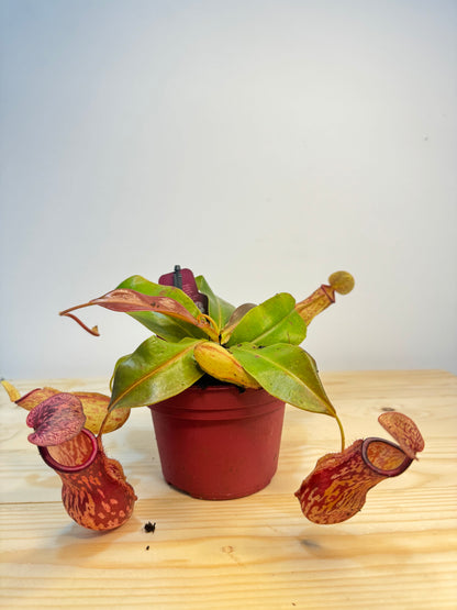 Nepenthes Plant - Carnivorous Plant - Insect Eating Plant - Indoor Plant