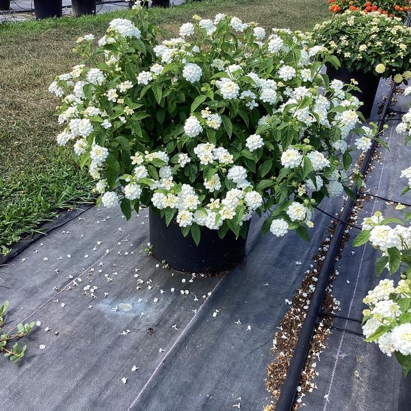 https://plantnpot.com › products › lantana-plant