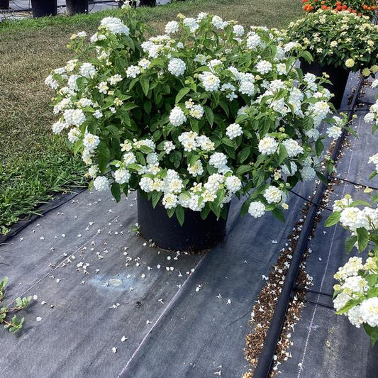 https://plantnpot.com › products › lantana-plant
