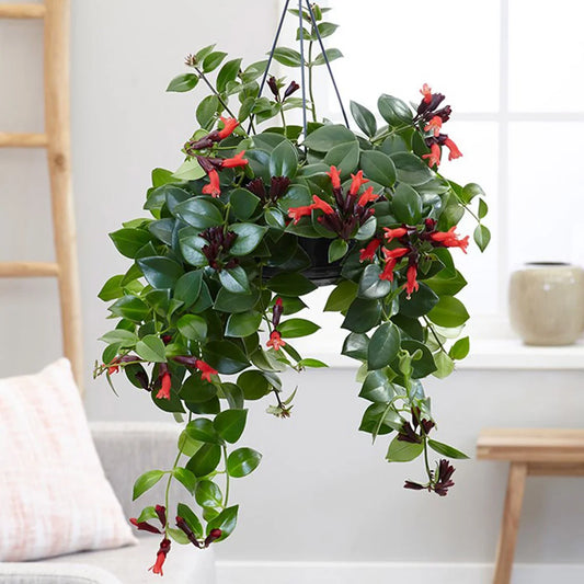 Aeschynanthus Mona Lisa Hanging Pot
