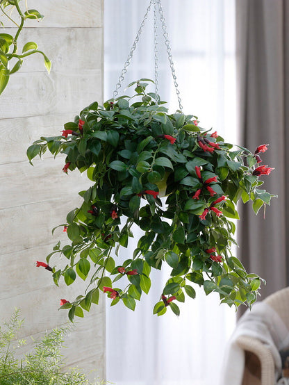 Aeschynanthus Mona Lisa Hanging plant