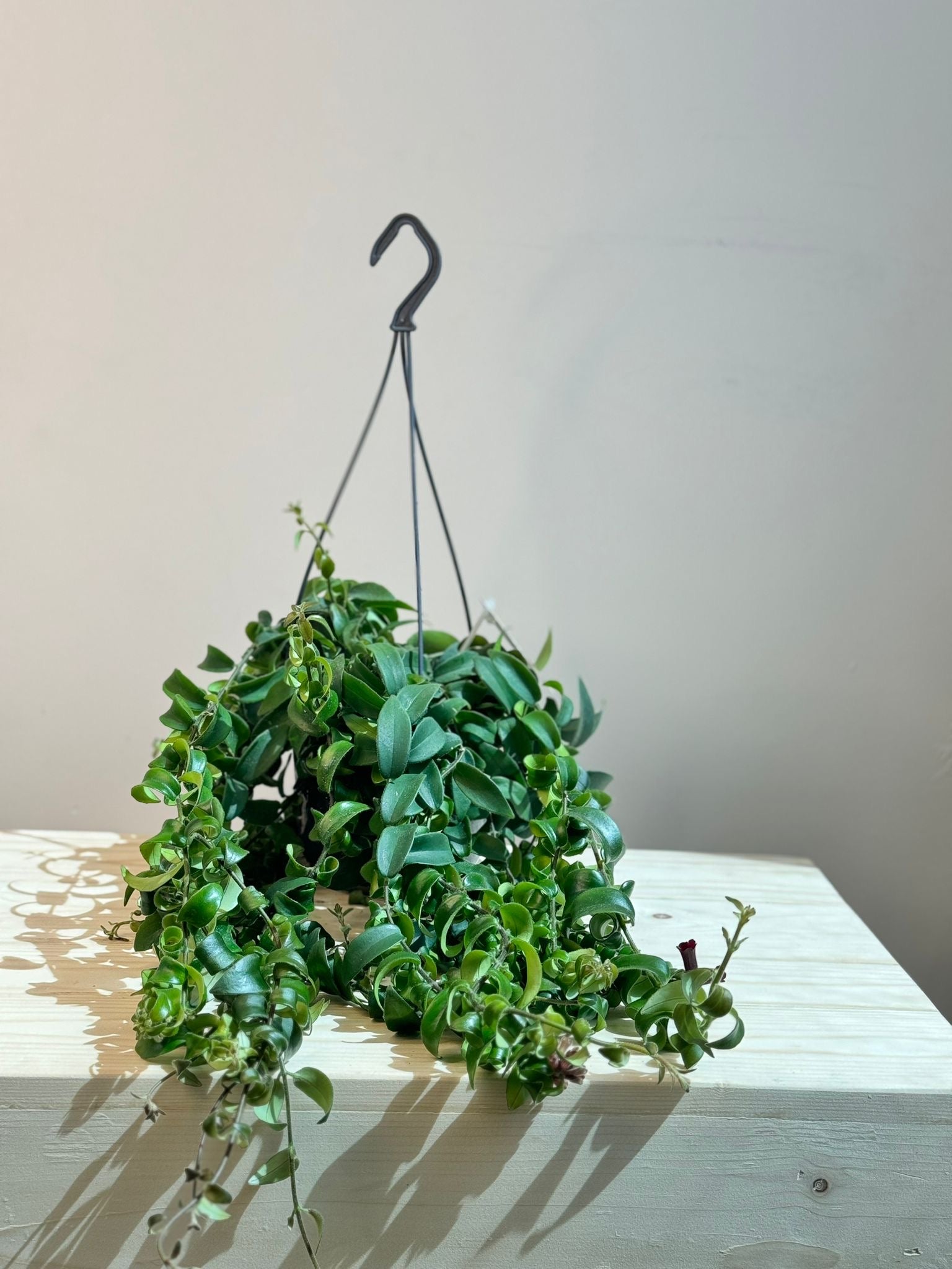 Aeschynanthus Rasta - Lipstick Plant