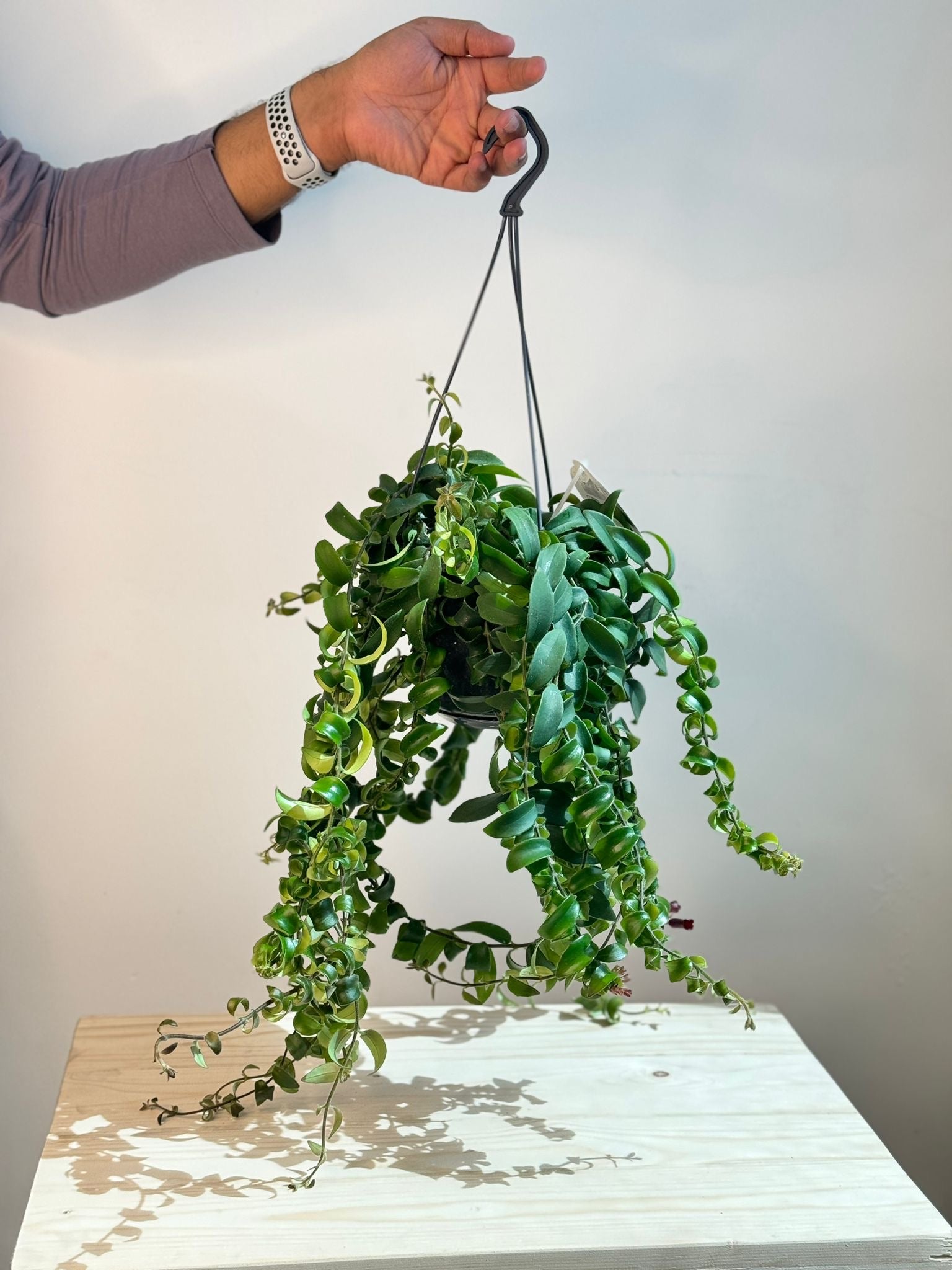 Aeschynanthus Rasta - Lipstick Plant Indoor Handing Plant